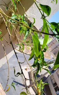 گل محبوبه