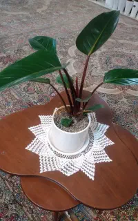 گل طبیعی