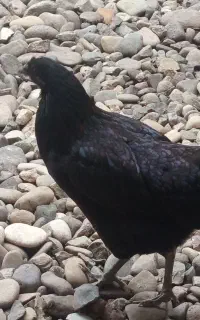 مرغ سیاه