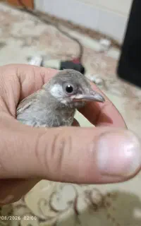 جوجه سهره