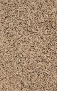 بذر هاشمی بیدم