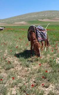 مادیان گوسفندی +به این شماره زنگ بزنید