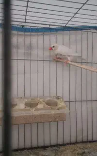 فنچ