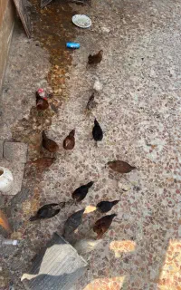جوجه بزرگ دوماهع