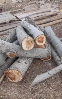 خریدار عمده چوب تر وخشک