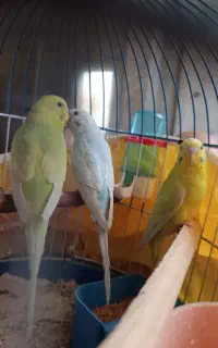 مرغ عشق