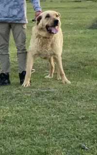 سگ پژدر