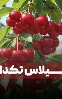 فروش نهال اصلاح شده گیلاس البالو در هوراند
