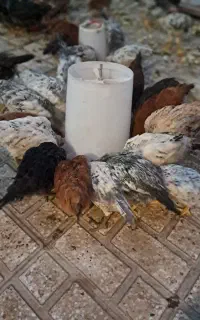 فروش مرغ و خروس 5ماهه