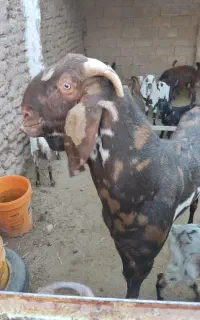فروش دبر پنجاب