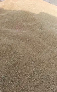 گندم بذر