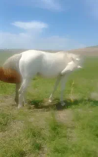 اسب ت رکمن