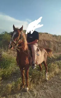 اسب