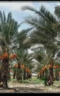 تور نخل خرما زائدی و پیاروم