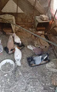 کبوتر