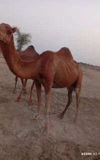 شتر چاق  وسروحال اوس نیست 5زه