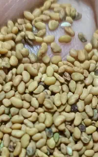 بذر یونجه