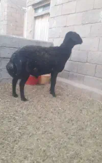 گوسفند قوچ