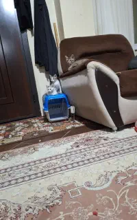 واگذاری گربه