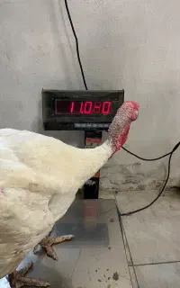 بوقلمون گوشتی ۶ماهه وزن دار حیون درشت