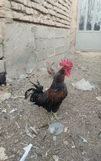 خروس لاری اصل