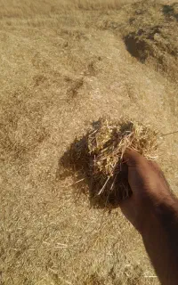 کاه گندم