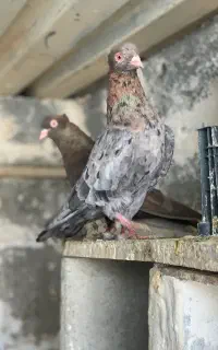 سیاتی