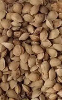 مصرفِ هسته زردالو و بادام تلخ دارم
