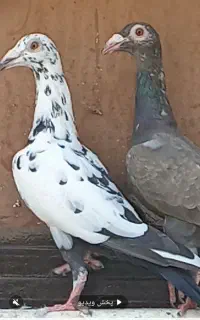 فروش کبوتر آردن مسافتی کاریر