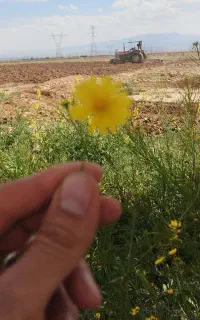 زمین ۵۰۰ متری با مجوز فنس قصبه غربی