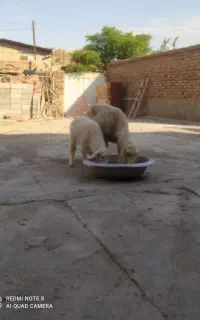 کاور بره نر