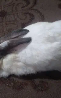 خرگوش