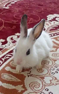 خرگوش