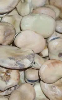 فروش باقله فیتو درجه یک برای بذر