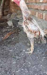خوروس لاری