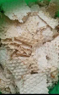 تمیز بدون خرابی نان خشک