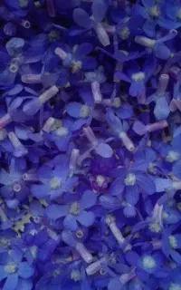 رمکه یا قاب زنبور عسل