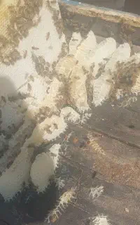 انواع عسل عمده و خرده با برگه ازمایش