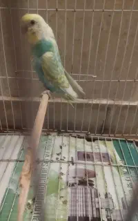 مرغ عشق ماده معالمه میکنم مرغ عشق
