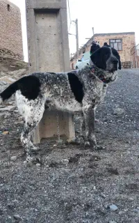 پژدر