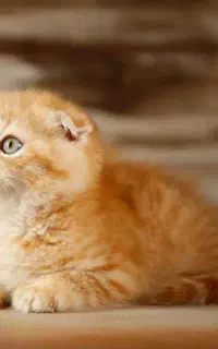 اسکاتیش گارفیلد خرسی نر