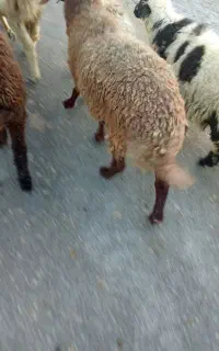 8راس بره بره5ماده3نر