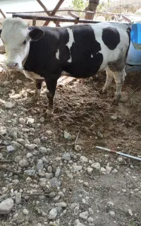 گوساله اصل جنس