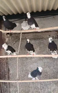 نروماده ابلغ کاکلی