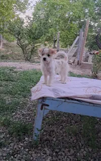 پاکوتاه