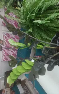 گل وگیاه خاص آپارتمانی