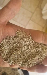 تخم کاهو