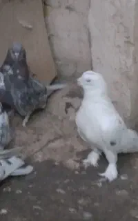 کود کبوتر