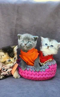 پت های عروسکی