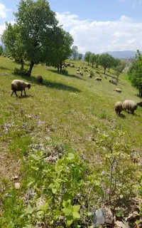 ۷۰ راس میش و۳۱راس بره